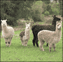 camelios