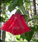 Copihue