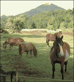 Ponys