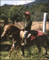 pony